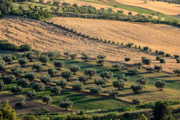 vista panoramica di uliveti e masserie su dolci colline abruzzesi. italia - oliveto foto e immagini stock