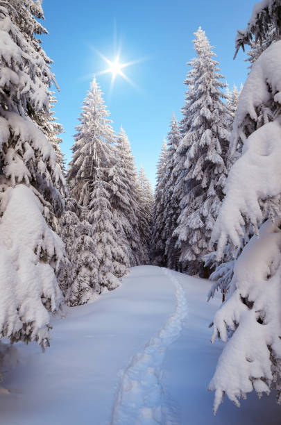 istock Winter forest in snow 1017841294