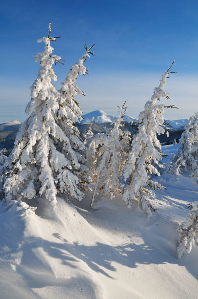 istock Snow-covered trees in the mountains 1017841456