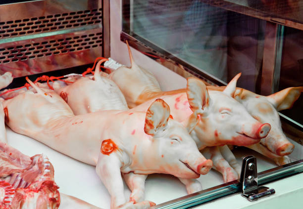Three whole pigs in a market in barcelona spain