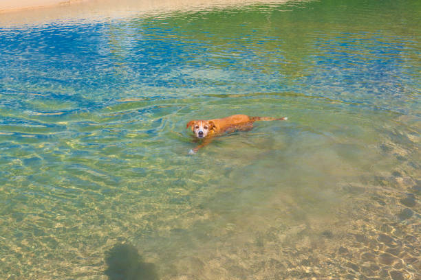 istock a dog swimming in the sea 1017842068