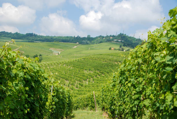 istock Vineyards in Langhe, Piedmont - Italy 1017845450