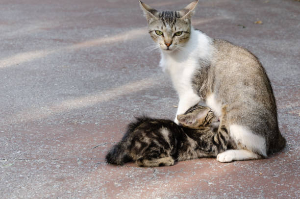The mother cat suckles her kitten and looks at the camera.