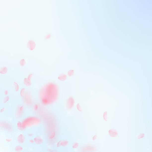 istock Sakura petals falling down. Romantic pink flowers corner. Flying petals on blue sky square backgroun 1017855364