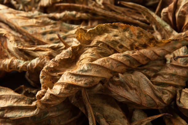 istock dried leaves of chestnut 1017857836
