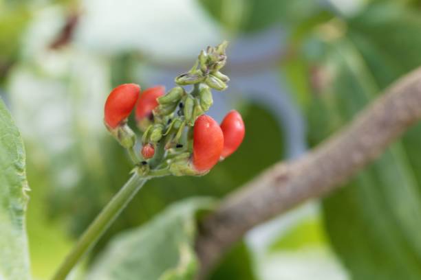 istock Flower of a runners bean (Phaseolus coccineus) 1017857988