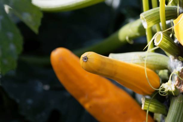 istock Yellow zucchini fruit (Cucurbita pepo) on the plant 1017858102