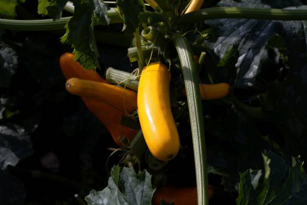istock Yellow zucchini fruit (Cucurbita pepo) on the plant 1017858134