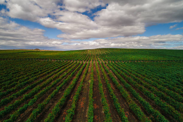 Aerial autumn view over vineyard in Europe