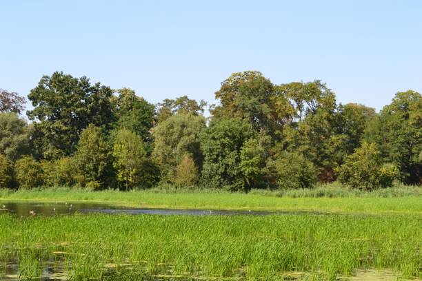 istock Wetlands on a Bright Summer Day 1017862642