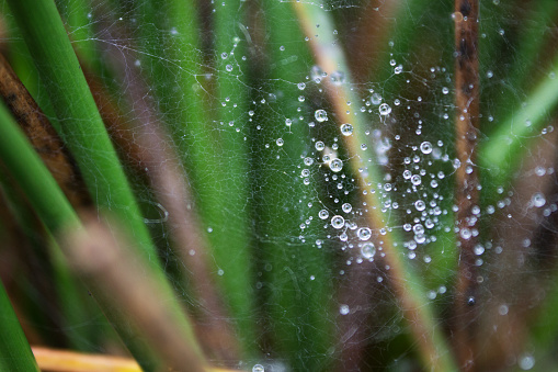 Raindrops on the web. Garden, forest, meadow