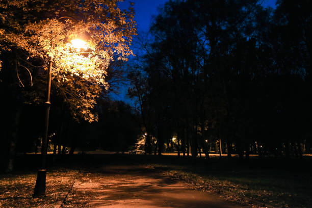 City park at twilight with street lights, pathway, alley and trees autumn. Autumn park. Night park.