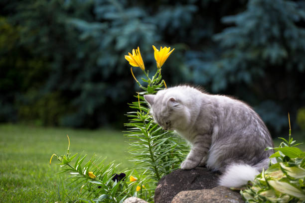 istock British Longhair cat outside 1017865658
