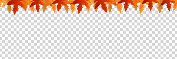 realistische vektor isoliert rot, gelb und orange ahorn und eiche fallende blätter musterdesign grenze für dekoration und verkleidung. konzept der glücklich herbst. - autumn leaf falling panoramic stock-grafiken, -clipart, -cartoons und -symbole