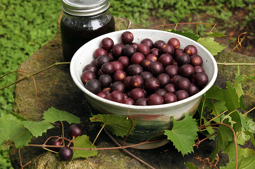 Muscadine Grapes in a bowl outside on a rock with a jar of homema jelly.