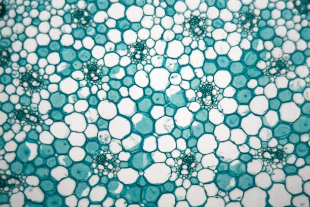 istock Cells of a stem from a maize plant (Zea mays) under the microscope. 1017868714