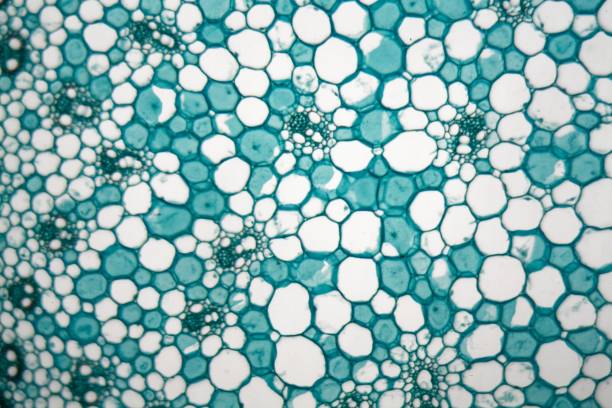 istock Cells of a stem from a maize plant (Zea mays) under the microscope. 1017868722