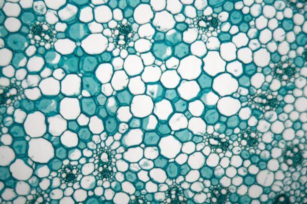 istock Cells of a stem from a maize plant (Zea mays) under the microscope. 1017868742