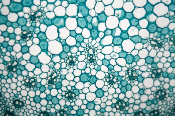 istock Cells of a stem from a maize plant (Zea mays) under the microscope. 1017868752