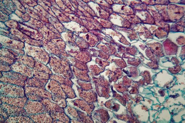 istock Cells of a seedling from a maize plant (Zea mays) under the microscope 1017868792