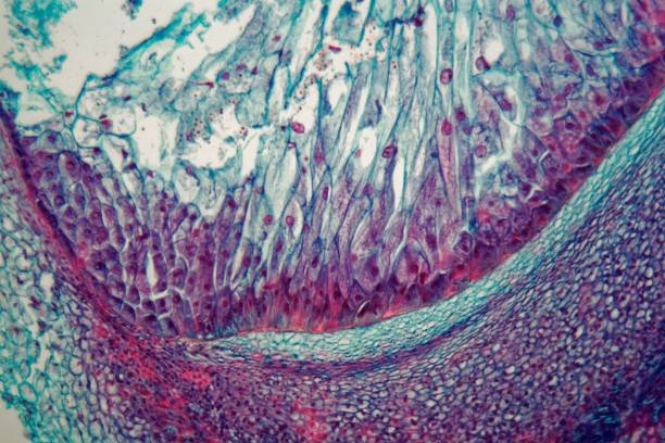 istock Cells of a seedling from a maize plant (Zea mays) under the microscope 1017868880