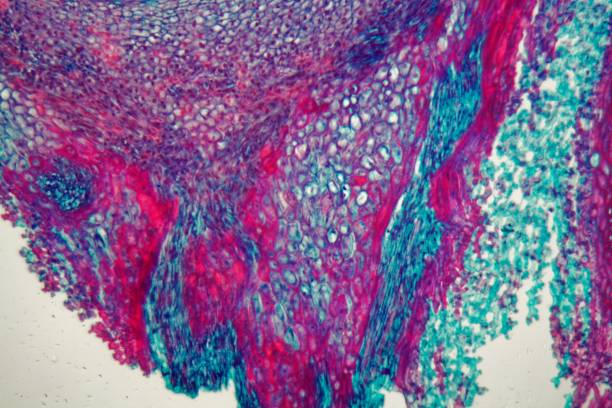 istock Cells of a seedling from a maize plant (Zea mays) under the microscope 1017868892
