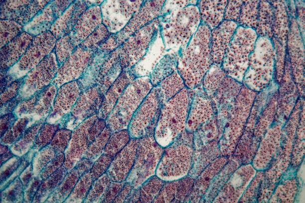 istock Cells of a seedling from a maize plant (Zea mays) under the microscope 1017868906