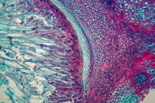 Cells of a seedling from a maize plant (Zea mays) under the microscope