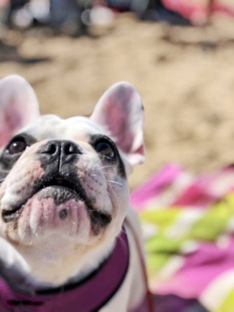 istock French bulldog puppy on a beach in Cornwall, England 1017872474