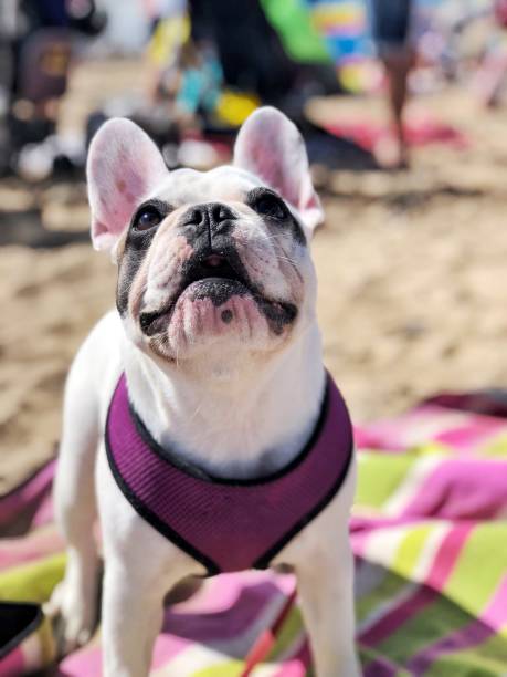 istock French bulldog puppy on a beach in Cornwall, England 1017872476