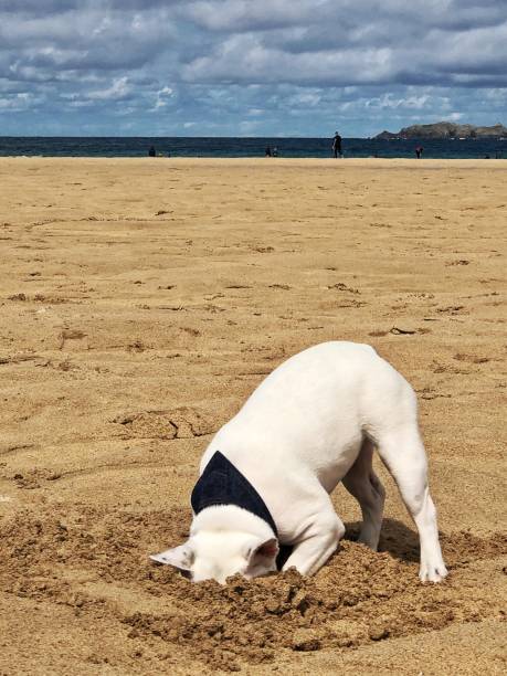 istock French bulldog puppy on a beach in Cornwall, England 1017872532