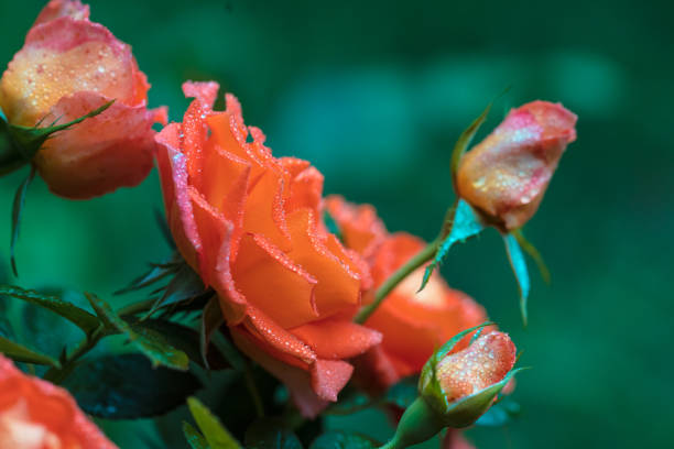 Flower background, rose bush in a garden