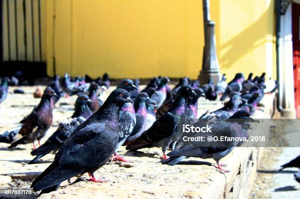Russia St Petersburg July 2018 Pigeons Россия Санктпетербург Июль 2018 Голуби Stock Photo - Download Image Now