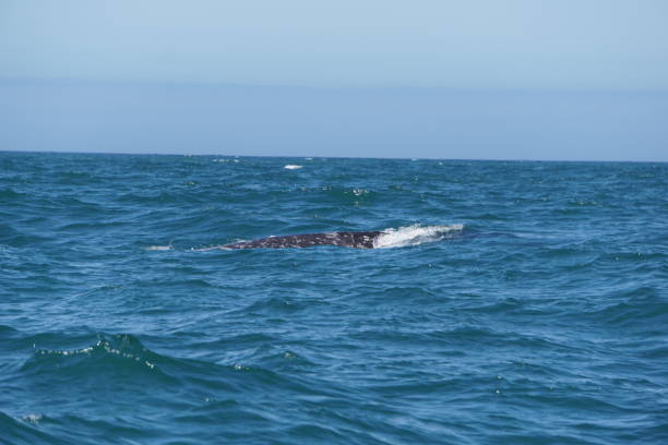 istock Blue Whales on Oregon Coast 1017901140