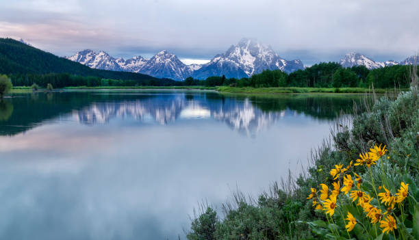 wildflowers along the bank of the snake river in oxbow bend - snake river mt moran nature grand teton national park imagens e fotografias de stock