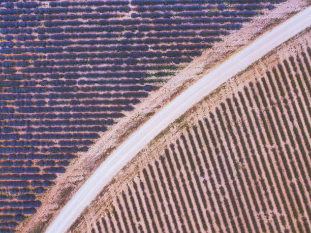 istock aerial geometry landscape top view, road between lavender fields from drone 1017908720