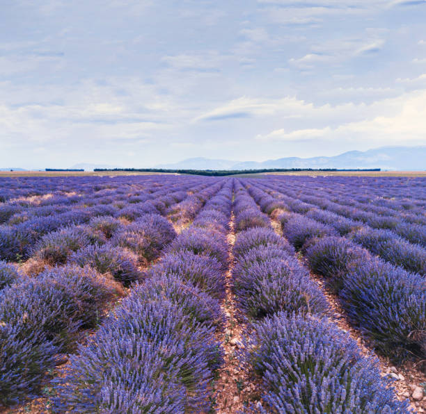 istock beautiful nature landscape, lavender field in bloom in Provence 1017914914
