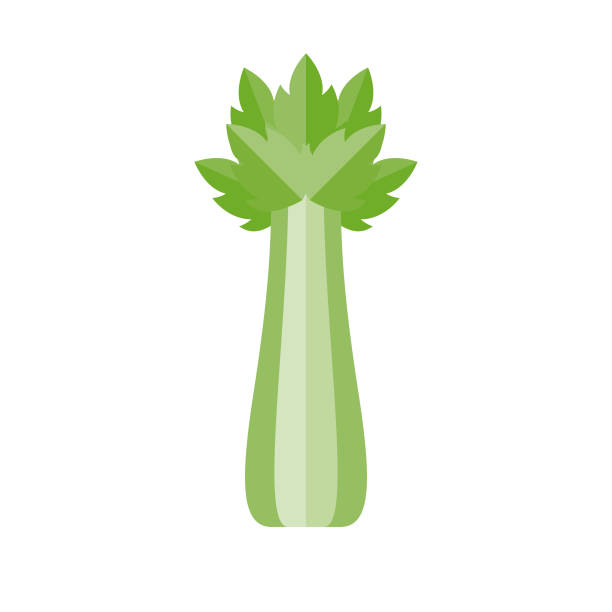 ilustraciones, imágenes clip art, dibujos animados e iconos de stock de apio diseño plano vegetal icono - celery
