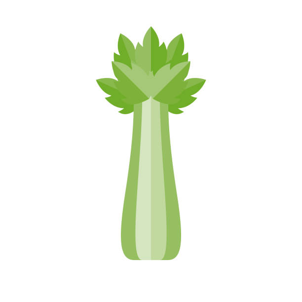 Celery Flat Design Vegetable Icon A flat design styled vegetable icon with a long side shadow. Color swatches are global so it’s easy to edit and change the colors. File is built in the CMYK color space for optimal printing. celery stock illustrations