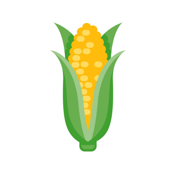 ilustrações, clipart, desenhos animados e ícones de milho design plano vegetal ícone - espiga de milho