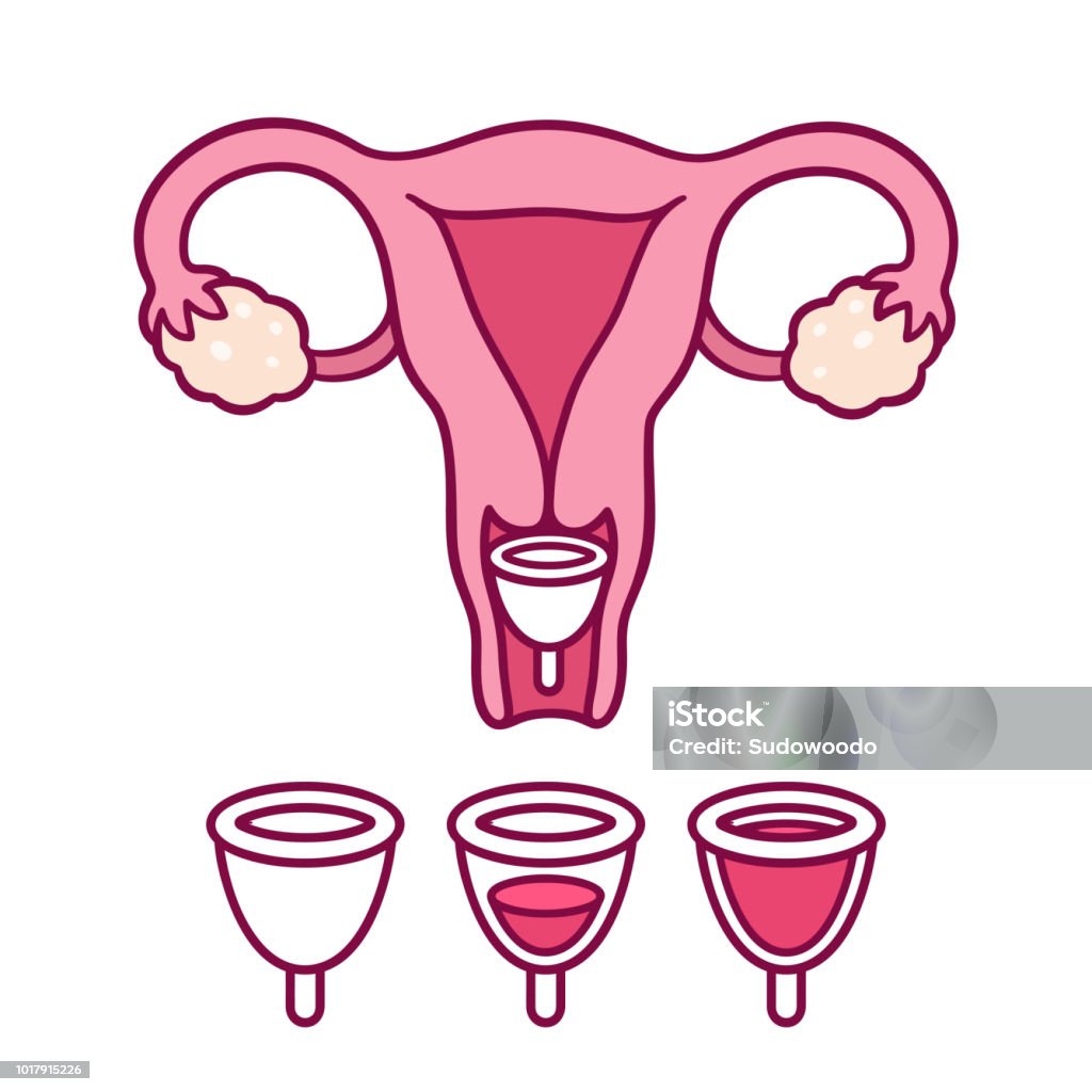 Diagram cangkir menstruasi - Bebas Royalti Cawan menstruasi vektor stok