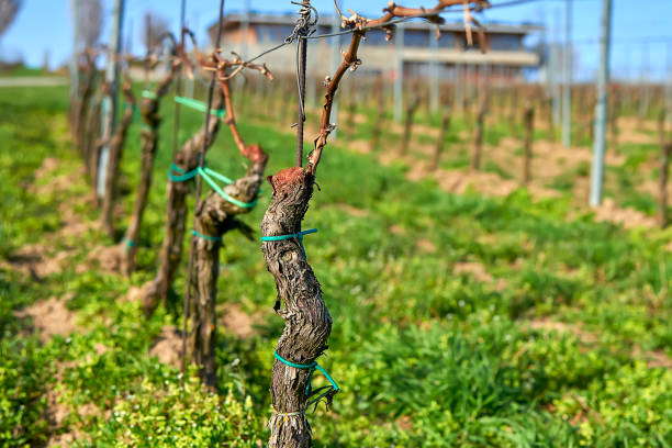 istock Grape vine lines in vinery in the begining of spring, Moravia 1017922524