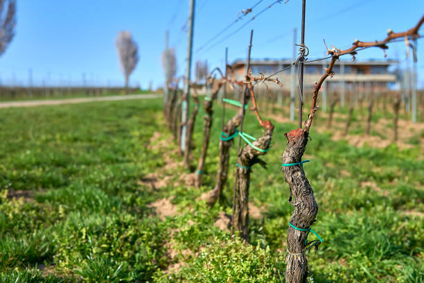 istock Grape vine lines in vinery in the begining of spring, Moravia 1017922526