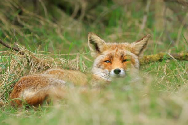 istock Close-up of a wild red fox (vulpes vulpes) resting and relaxing 1017929646