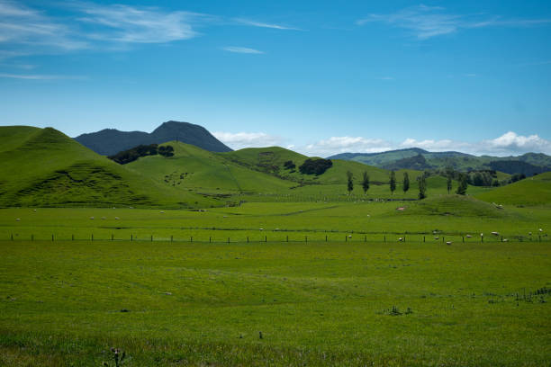 istock Green pastoral fields of agriculture 1017929926