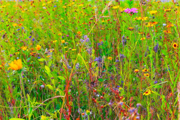istock Colorful Wildflowers meadows – relax landscape 1017936746