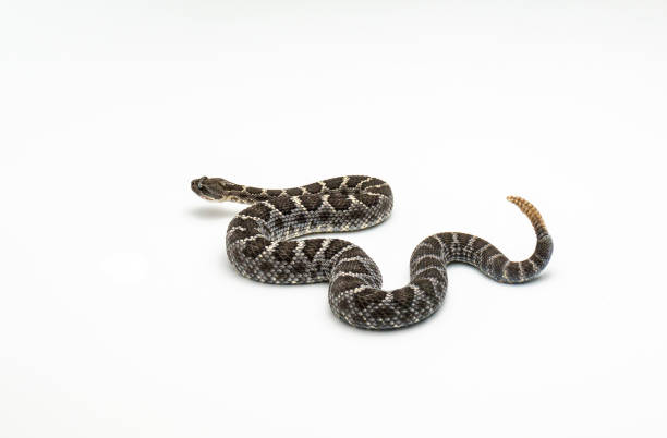 istock Arizona Black Rattlesnake on White Background Crotalus cerberus 1017943474