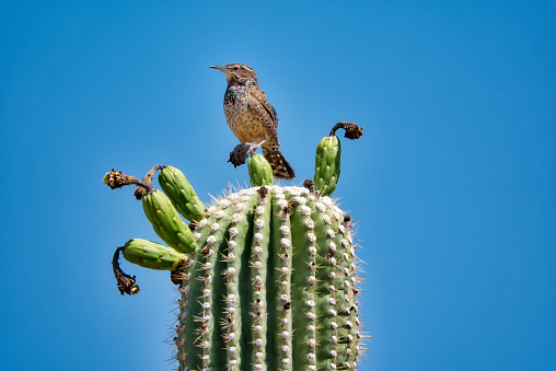 Saguaro Cactus Fruit with Cactus Wren in Sonoran Desert with Blue Sky