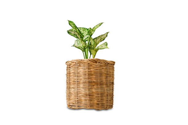 hand picking up a cloth bag with a tree inside / make a difference / save the world