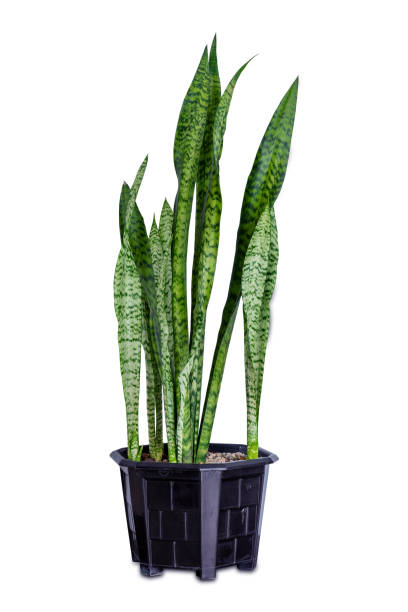 istock sansevieria or snake plant in a pot isolated on white background 1017946010